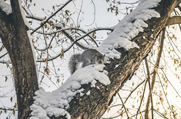 Bellissimo primo piano di uno scoiattolo su un albero innevato in inverno