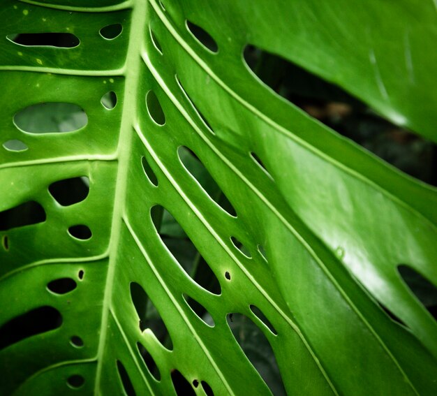 Bellissimo primo piano foglia tropicale