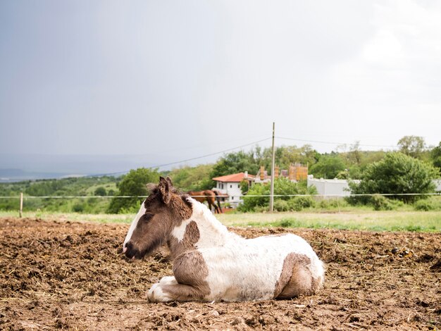 Bellissimo puledro con spazio di copia