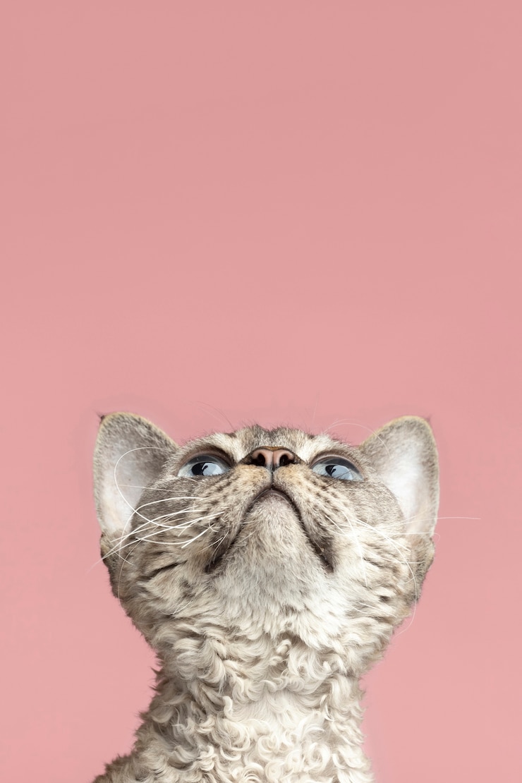 Foto gratuito bellissimo ritratto di gatto che guarda in alto