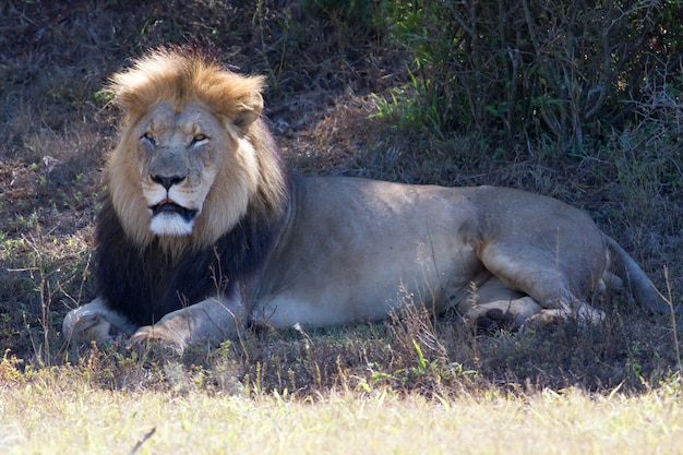 Bellissimo ritratto di un leone africano sdraiato in un campo asciutto