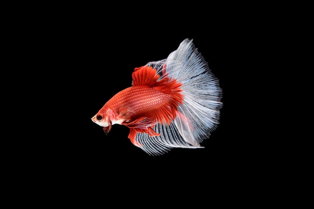 Bellissimo rosso e bianco Betta splendens, pesce combattente siamese o Plakat in pesce popolare tailandese in acquario è un animale domestico umido ornamentale.