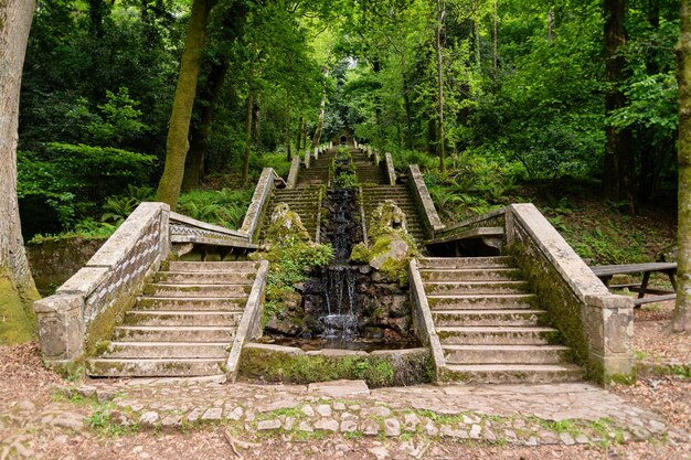 Bellissimo scatto alla Foresta Nazionale di Bucaco Luso in Portogallo