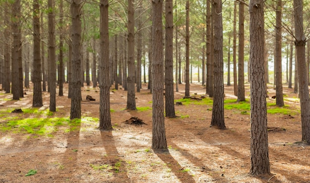 Bellissimo scatto dei raggi del sole che cadono in una foresta con alberi ad alto fusto