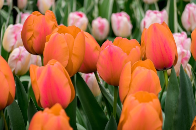 Bellissimo scatto dei tulipani colorati nel campo in una giornata di sole