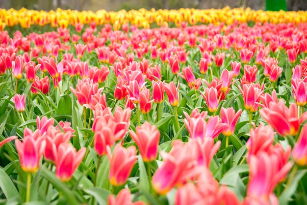 Bellissimo scatto dei tulipani colorati nel campo in una giornata di sole