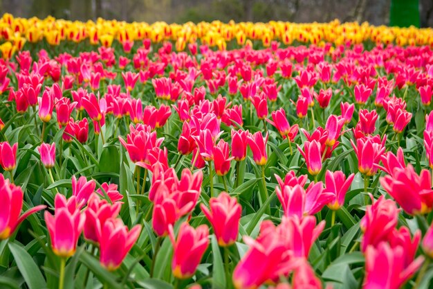 Bellissimo scatto dei tulipani colorati nel campo in una giornata di sole