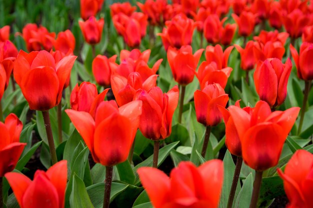 Bellissimo scatto dei tulipani colorati nel campo in una giornata di sole