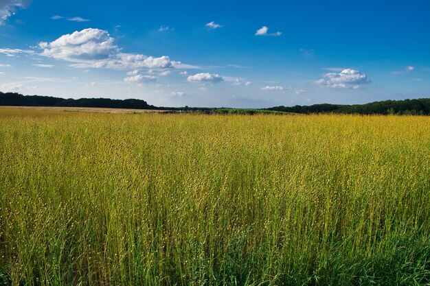 Bellissimo scatto del campo di grano a Maransart sotto un cielo blu