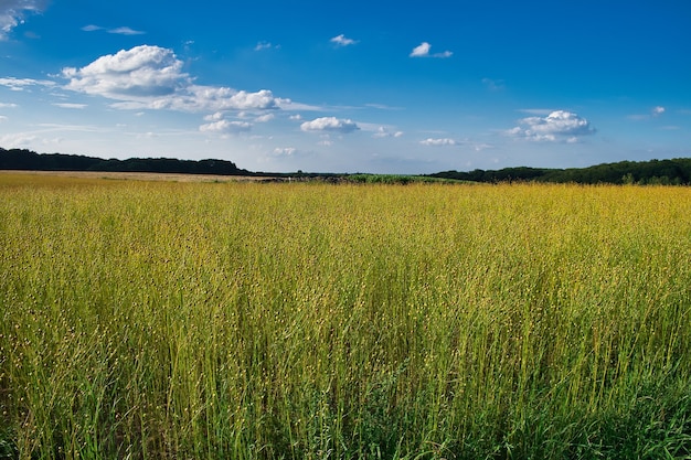 Bellissimo scatto del campo di grano a Maransart sotto un cielo blu