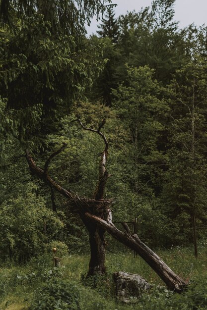 Bellissimo scatto del verde degli alberi della foresta