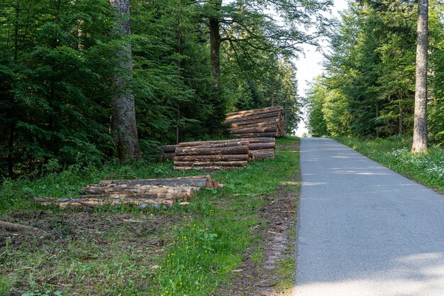 Bellissimo scatto della Foresta Nera, Germania