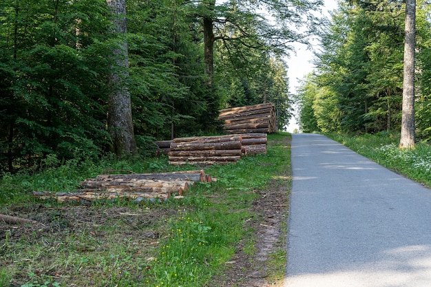 Bellissimo scatto della Foresta Nera, Germania