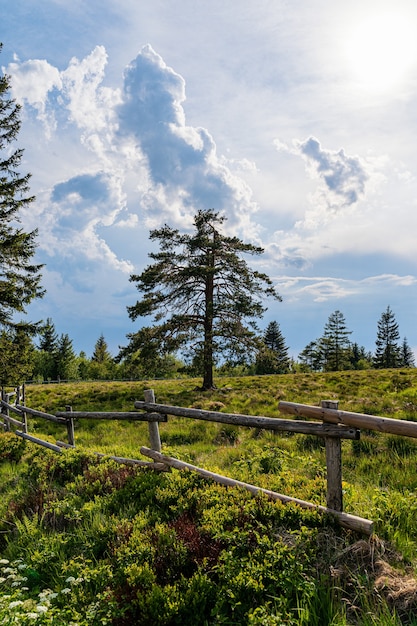 Bellissimo scatto della Foresta Nera, Germania