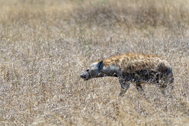 Bellissimo scatto della iena africana avvistata su un pianoro erboso