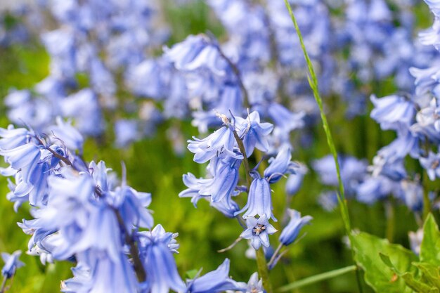 Bellissimo scatto delle campanule in giardino in una giornata di sole