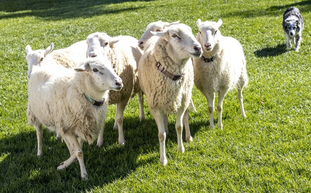 Bellissimo scatto delle pecore e un cane sull'erba nel campo in una giornata di sole