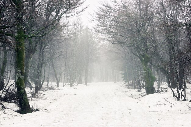 Bellissimo scatto di alberi spogli in una foresta con un terreno coperto di neve durante l'inverno