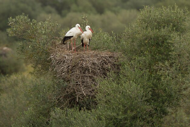 Bellissimo scatto di due cicogne bianche in piedi con grazia sul loro nido in cima a un grande cespuglio