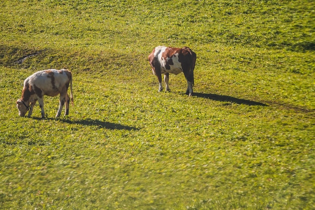 Bellissimo scatto di due mucche che mangiano in un campo erboso alle Dolomiti in Italia