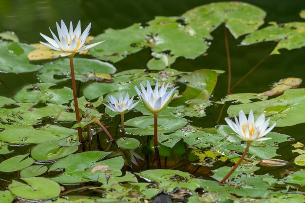 Bellissimo scatto di fiori di loto in un'acqua