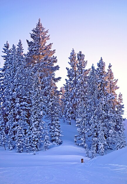 Bellissimo scatto di molti abeti in una foresta ricoperta di neve
