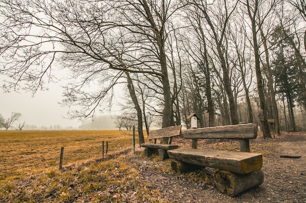 Bellissimo scatto di panche di legno in un parco forestale con un cielo cupo sullo sfondo