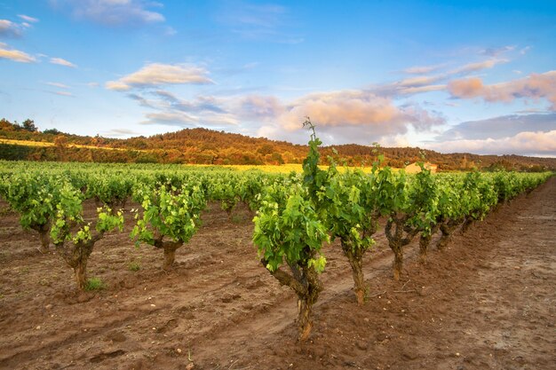 Bellissimo scatto di piantagioni di vigneti sotto il cielo azzurro e nuvole viola