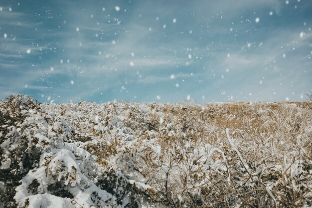 Bellissimo scatto di rami di legno coperti di neve durante l'inverno