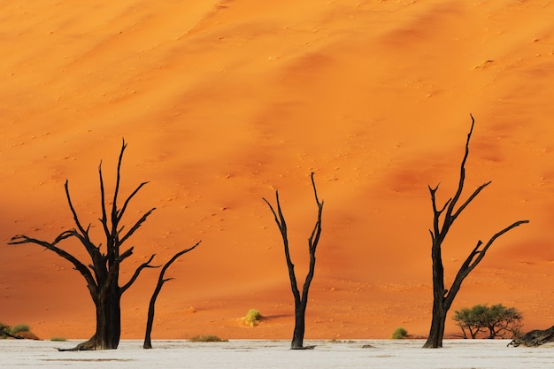 Bellissimo scatto di tre alberi spogli del deserto con una gigantesca duna arancione sullo sfondo