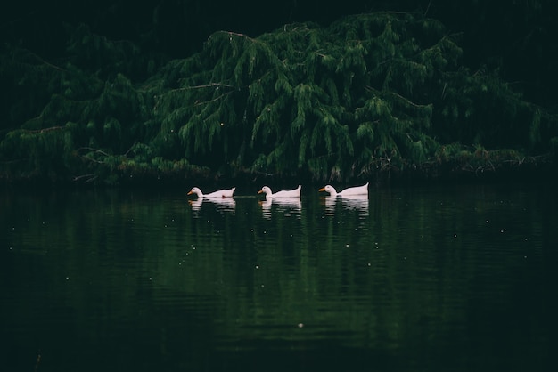 Bellissimo scatto di tre anatre bianche che nuotano nel lago con alberi in superficie