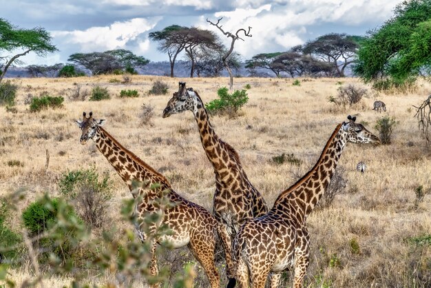 Bellissimo scatto di tre simpatiche giraffe nel campo con alberi e cielo blu