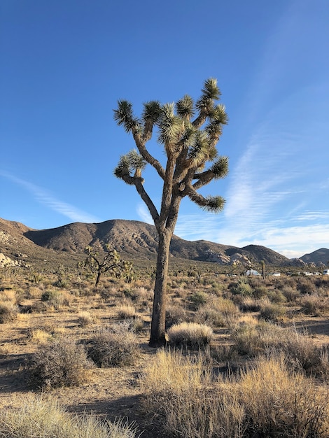 Bellissimo scatto di un albero di Joshua nel deserto del New Mexico con il cielo blu