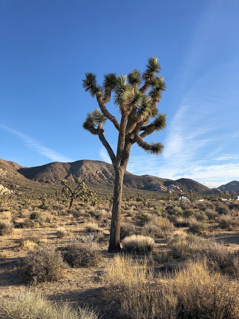 Bellissimo scatto di un albero di Joshua nel deserto del New Mexico con il cielo blu