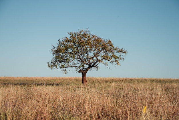 Bellissimo scatto di un albero in un campo