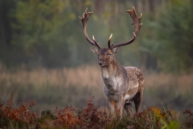 Bellissimo scatto di un alce solitario con lunghe corna nella foresta su uno sfocato