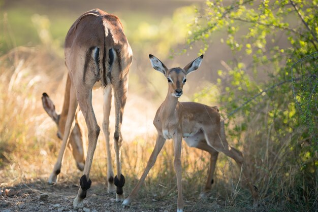 Bellissimo scatto di un'antilope madre che mangia erbe con un viso attento di antilope bambino