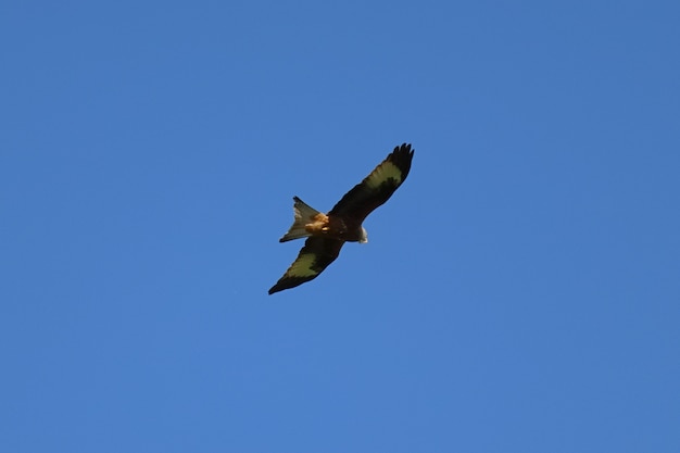 Bellissimo scatto di un'aquila che vola su un cielo blu