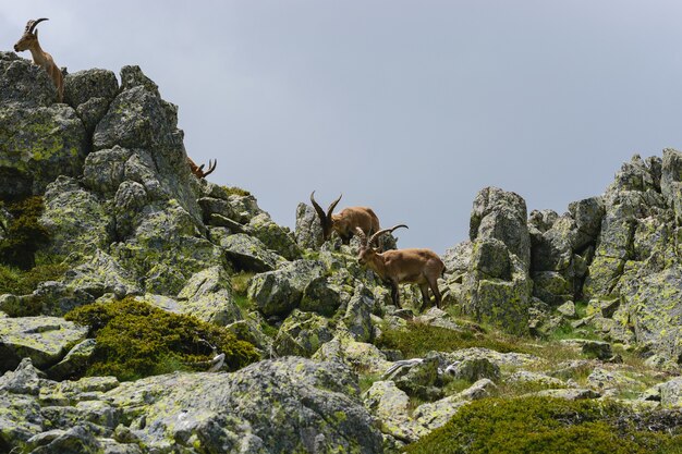 Bellissimo scatto di un cervo dalla coda bianca nelle montagne rocciose