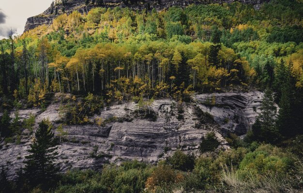 Bellissimo scatto di un colorato bosco autunnale pieno di diversi tipi di piante