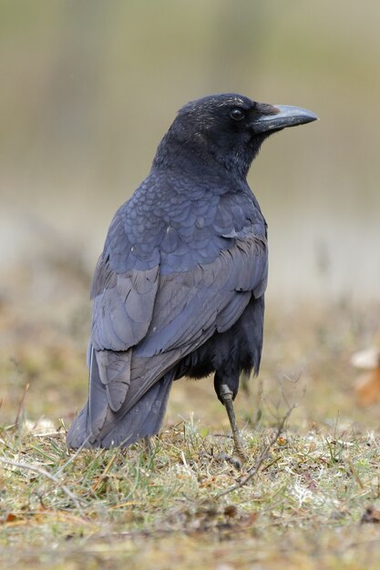 Bellissimo scatto di un corvo nero in piedi nel campo