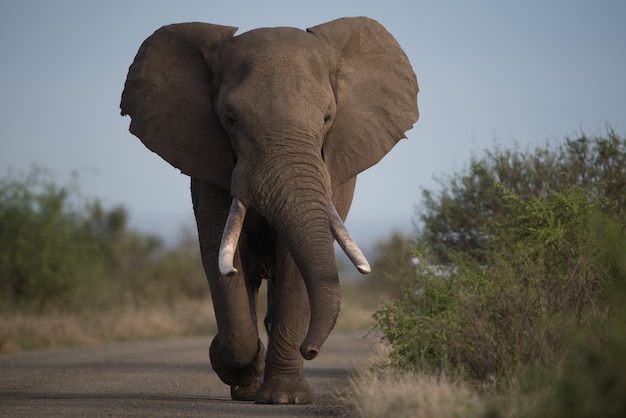 Bellissimo scatto di un elefante africano che cammina sulla strada con uno sfondo sfocato