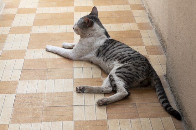 Bellissimo scatto di un gatto domestico appoggiato su un pavimento di piastrelle
