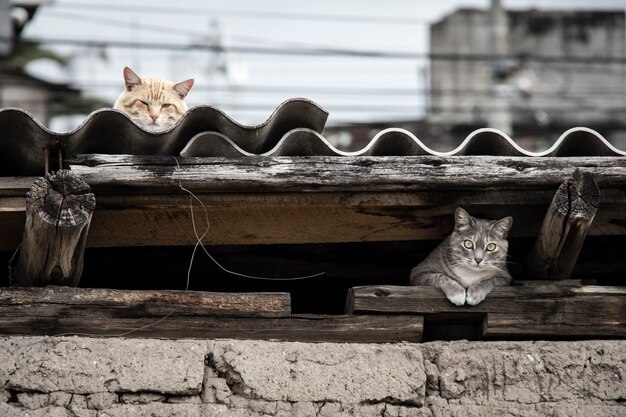 Bellissimo scatto di un gatto grigio che si nasconde sotto il tetto mentre l'altro gatto riposa in alto
