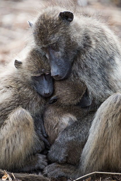 Bellissimo scatto di un giovane babbuino che abbraccia sua madre