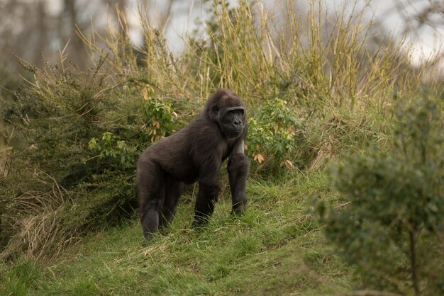 Bellissimo scatto di un gorilla di montagna