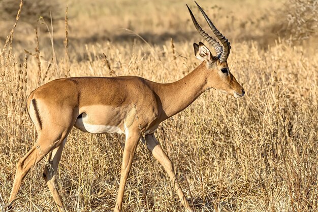 Bellissimo scatto di un impala maschio nei campi