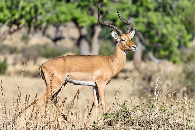 Bellissimo scatto di un impala maschio nei campi