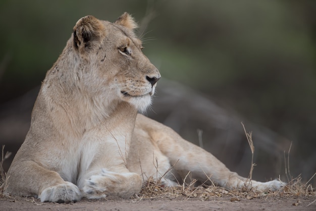 Bellissimo scatto di un leone femmina appoggiato a terra