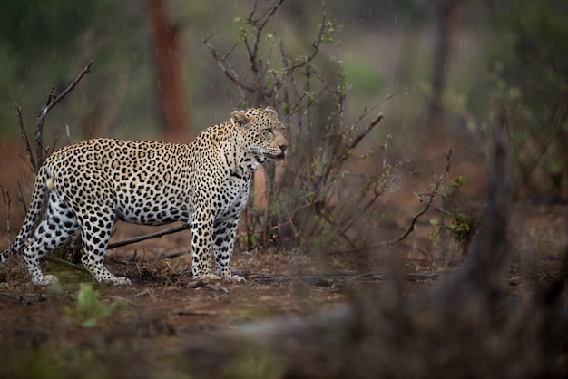 Bellissimo scatto di un leopardo africano a caccia di prede con uno sfondo sfocato